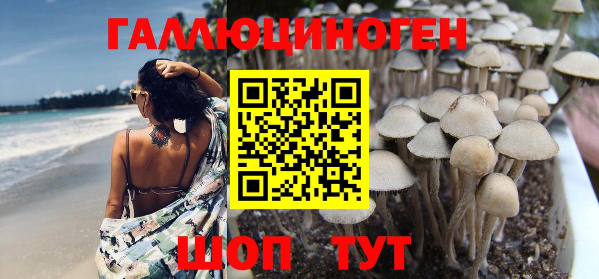 Галлюциногенные грибы MAGIC MUSHROOMS  Вход с VPN  Галлюциногенные грибы Psilocybine cubensis  Аргун 